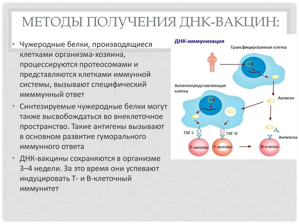 Схема получения противовирусной вакцины. Технологии разработки вакцин. Методы получения ДНК вакцин. Строение ДНК вакцины.