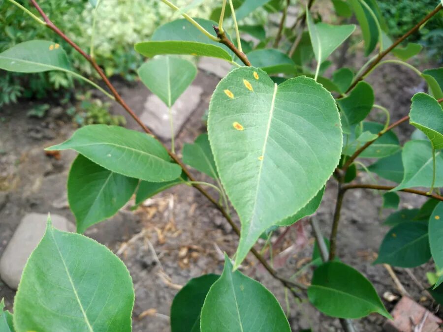 Форма листа груши. Листья груши. Форма листьев груши. Форма листьев груши. Листья груши.