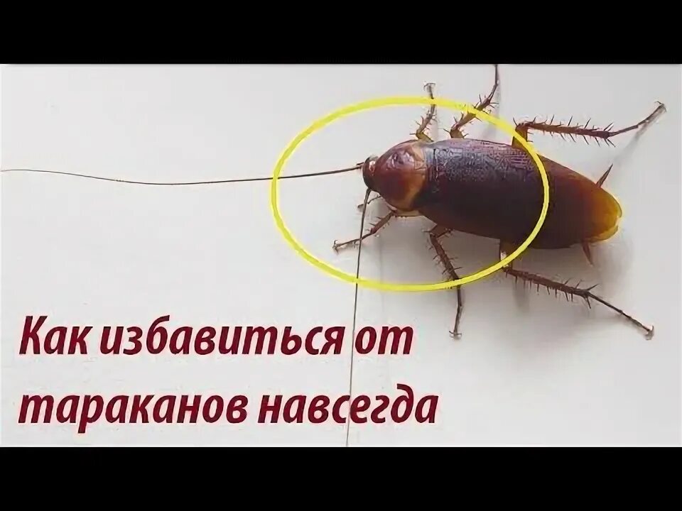 Как можно избавиться навсегда от тараканов. Как можно избавиться навсегда от тараканов
