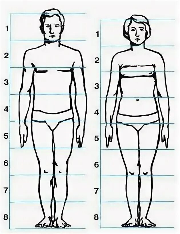 8 частей человека. Схема роста человека. Человек на 8 частей. Рост деление людей. Деление на 8 частей тела человека.