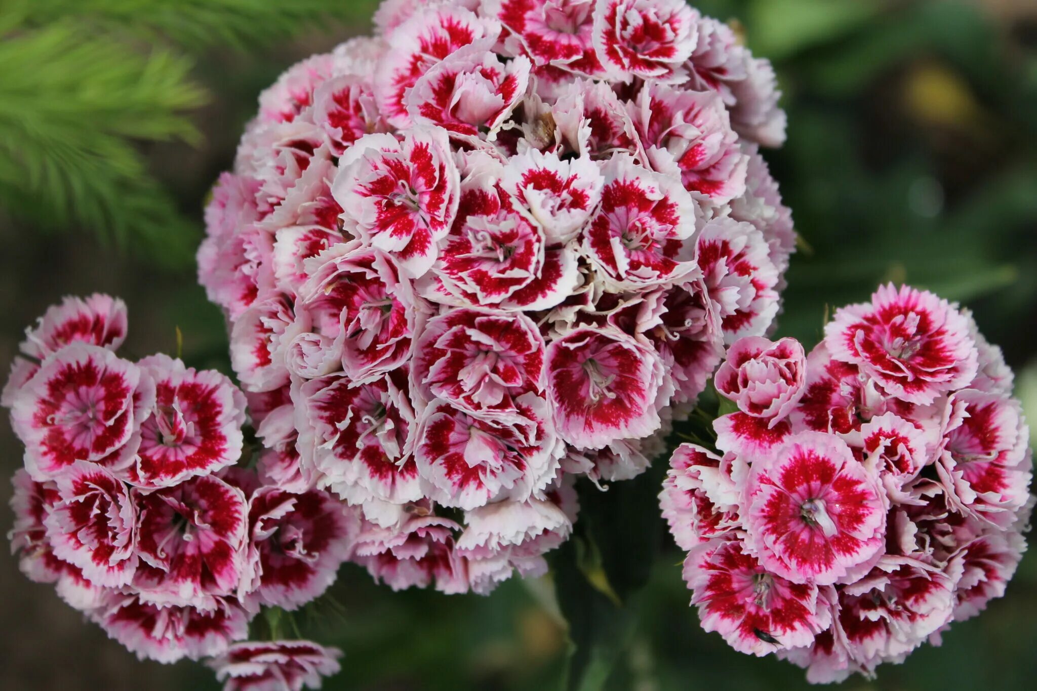 Гвоздика ли. Диантус, гвоздика (турецкая). Гвоздика бородатая - Dianthus barbatus. Гвоздика Барбатус махровая. Гвоздика турецкая (Dianthus barbatus).