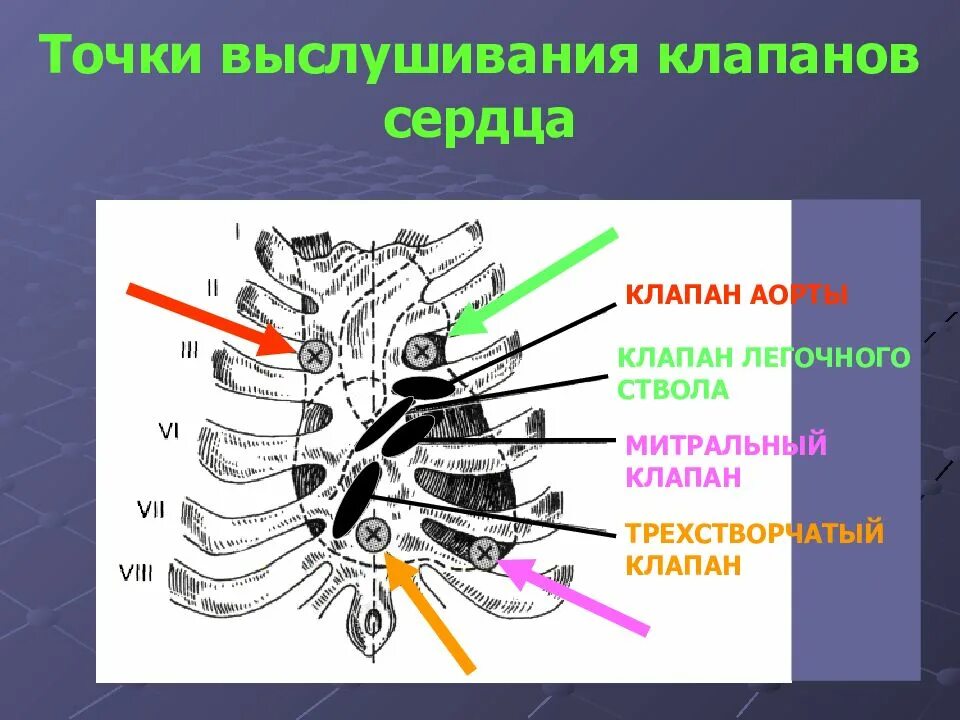 Клапан легочного ствола сердца. Точка выслушивания клапана легочного ствола. точка выслушивания трехстворчатого клапана. клапан легочного ствола трехстворчатый сердца. точки аускультации клапанов сердца.