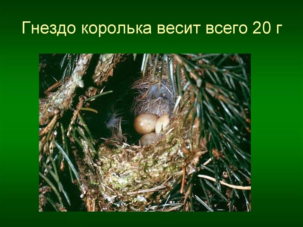 Птичка гнезда не вьет праздник 2024. Желтоголовый королёк тгнездо. Королёк птичка гнездо. Желтоголовый Королек птица с гнездом. Желтоголовый королёк строит тгнездо.
