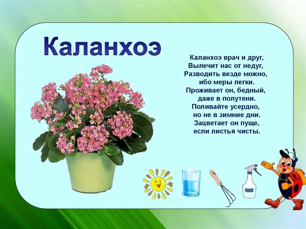 Детский стих про цветы. Комнатные растения для дошкольников. комнатные цветы с описанием для дошкольников. стихи про комнатные цветы.