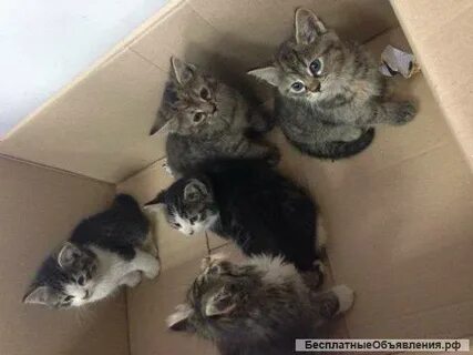 Котята зеленоград в добрые