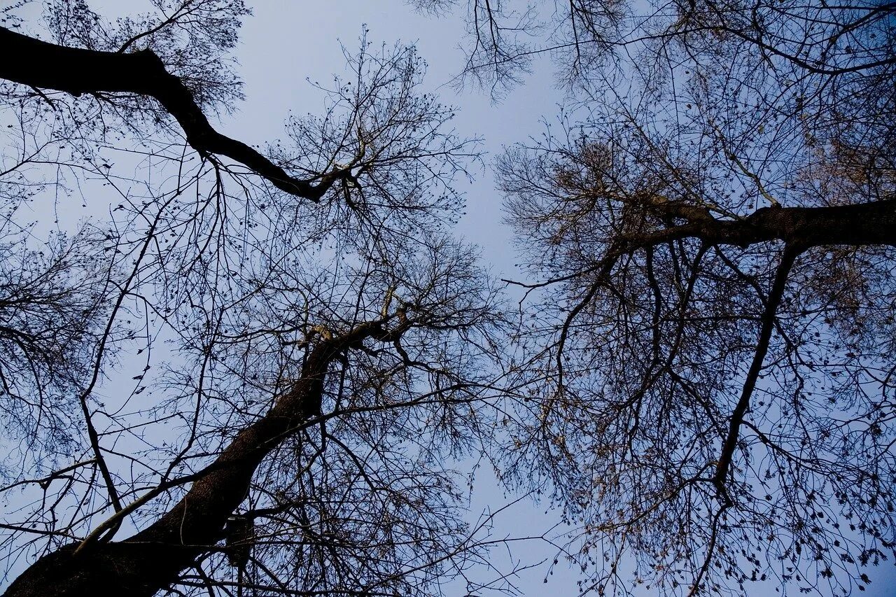 Ветви деревьев 1 сплетаясь. Ветви деревьев. ветка дерева. ветви деревьев на фоне неба. ветки деревьев на фоне неба.