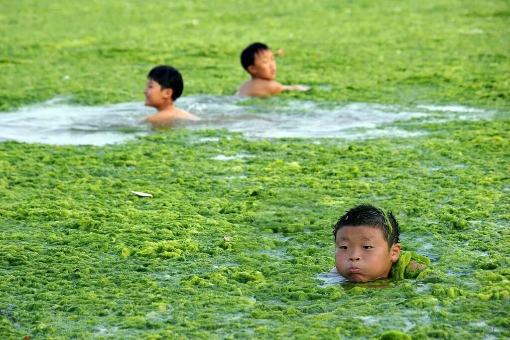 Плавающее болото. Купание в водорослях. Купание в загрязненных водоемах. Купание в цветущей воде. Загрязнение воды в Китае.