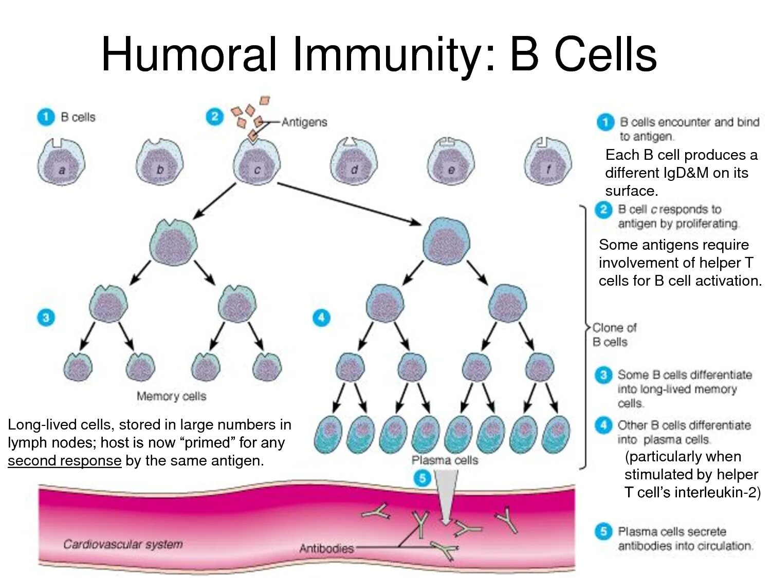 Cellular Immunity. Humoral Immunity. Immunity Cells. Immune b Cells. Each cell