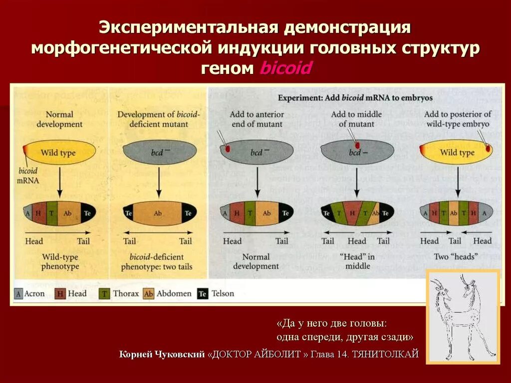 Генетический контроль развития организма. Иерархия генов. Экспериментальная демонстрация. Костные морфогенетические белки. Генетический контроль развития растений животных и человека