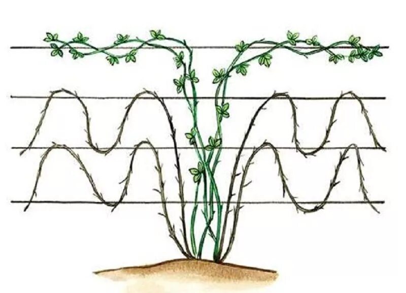 Пр брежного куста. Подвязка малины Кумберленд. Формировка куста ежевики. Формировка садовой ежевики. Ежевика бесшипная на шпалере.