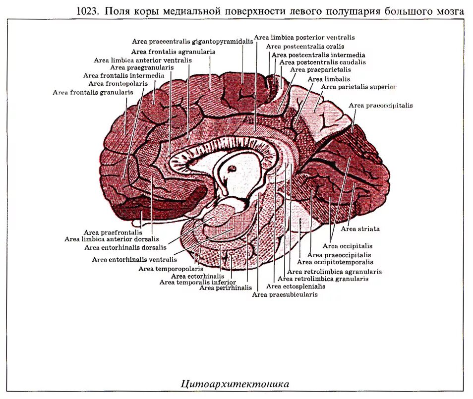 Борозды и извилины коры больших полушарий медиальная поверхность. Борозды на медиальной поверхности полушарий большого мозга. Извилины медиальной поверхности полушария. Борозды медиальной поверхности коры головного мозга. Поверхности коры больших полушарий