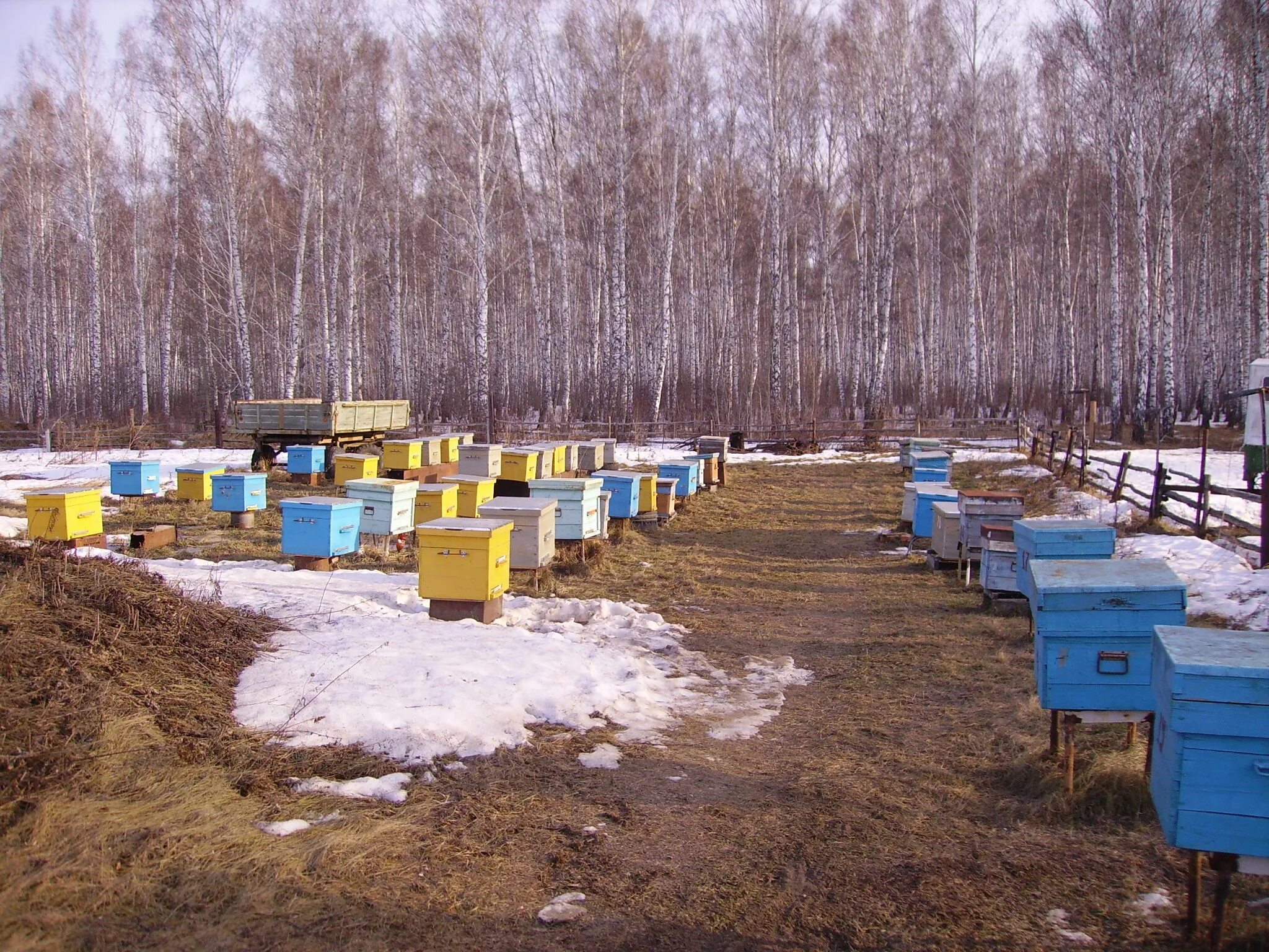 Пчельник. Экопасека пчелка. Ясная поляна пасека. Пасека в горах. Пасека.