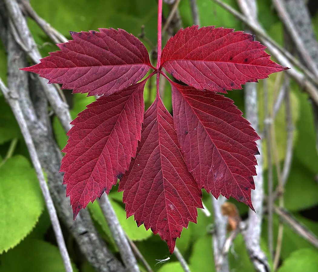 Девичий лист. Parthenocissus quinquefolia. девичий виноград пятилисточковый лист. девичий виноград пятилисточковый троки. девичий виноград пятилисточковый побег.