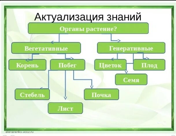 Вегетативные и генеративные органы растений таблица. Вегетативные и генеративные органы. Функции вегетативных и генеративных органов. Органы покрытосеменных растений вегетативные и генеративные. Генеративное расширение