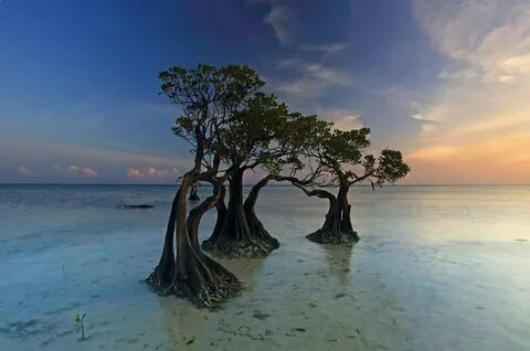 Dancing tree