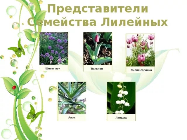 Семейство Лилейные - Биология - Тесты - 7 класс