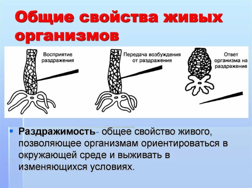 Свойства любого живого организма. Раздражимость свойство живых организмов. Свойство живых организ. Общие свойства живых организмов. Общие свойства живого.