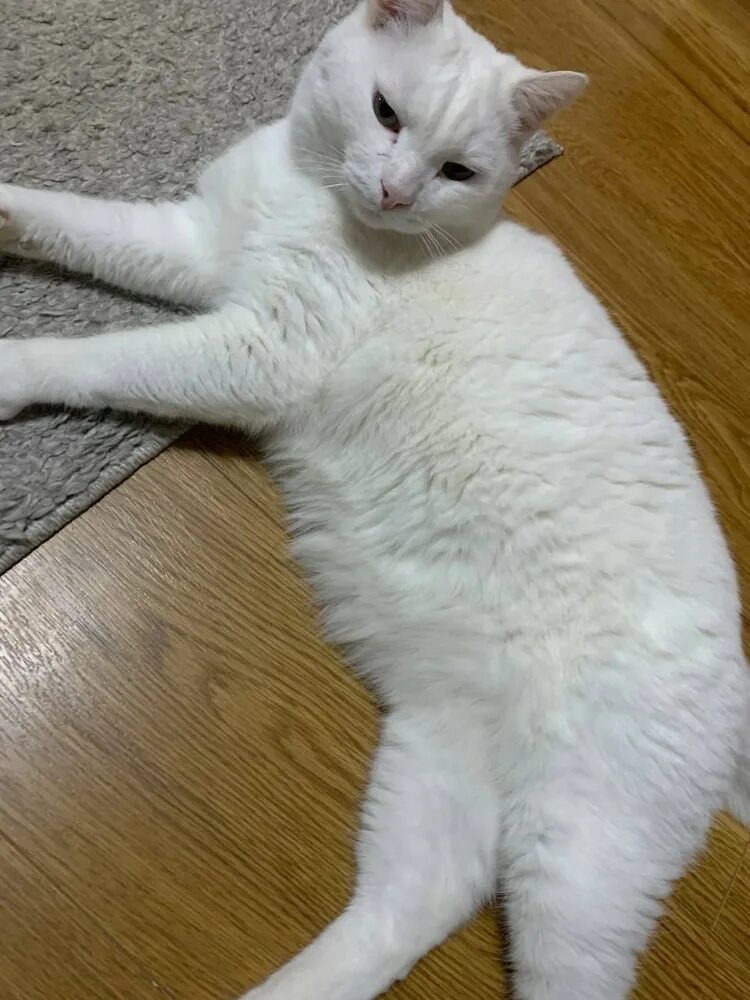 Хочу белую кошку