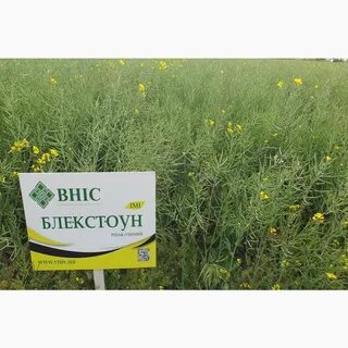 Озимый рапс когда сеять