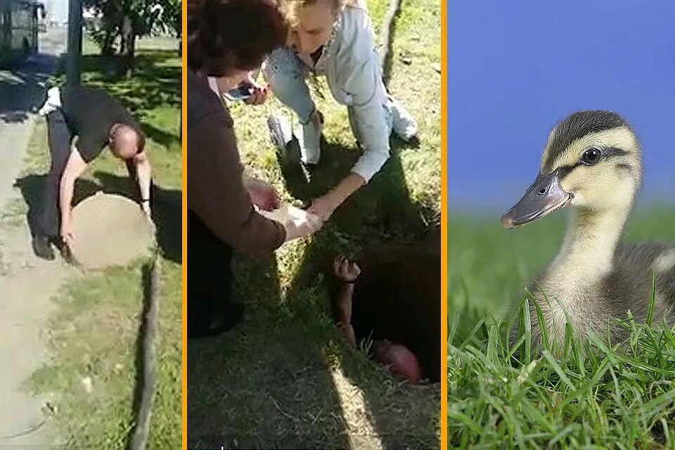 Утка спас. Спасем уточку. Спасение утки. Программирование уточка. Утята падают в канализацию.