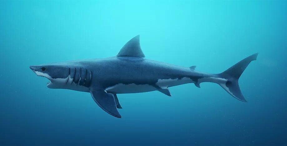 Акула сбоку. Акула сбоку. Темнопёрая серая акула. Белая акула сбоку. Песчаная рифовая акула.