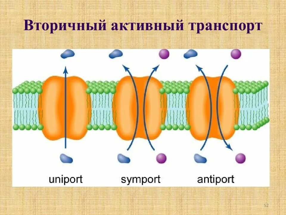 Какой вид мембранного транспорта показан на рисунке. Облегченная диффузия Унипорт симпорт антипорт. Протонный антипорт. Унипорт симпорт антипорт. Унипот, синпот, антипот.