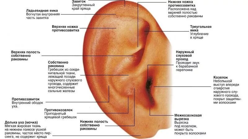 Ушная раковина какое ухо. Строение уха человека схема снаружи. Ухо строение анатомия ушная раковина. Строение наружного уха анатомия латынь. Строение уха человека снаружи схема с описанием.