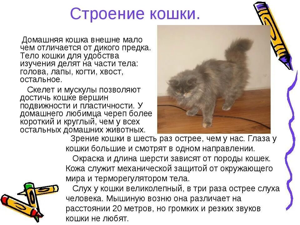 Внешнее строение кошки 7 класс. Строение кошки. внешнее строение кошки. особенности строения кота. внешний вид кошки.
