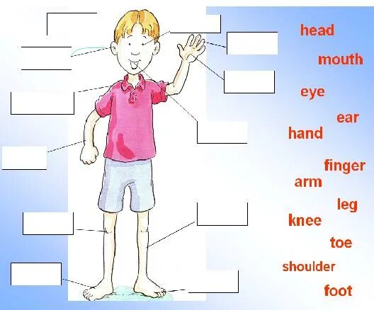 Английские песни части тела. Задания по английскому части тела. Части тела на английском языке упражнения. Упражнения по английскому на тему внешность. Язык по англ часть тела.