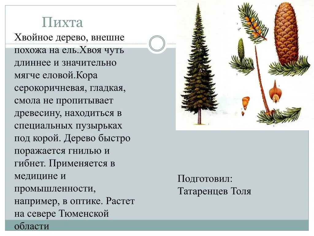 Для хвойных характерно ответ. Пихта Сибирская хвоинки. Голосеменные пихта. Строение хвои пихты.