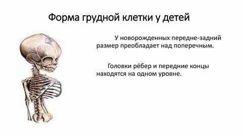 Грудная клетка у детей 3 лет