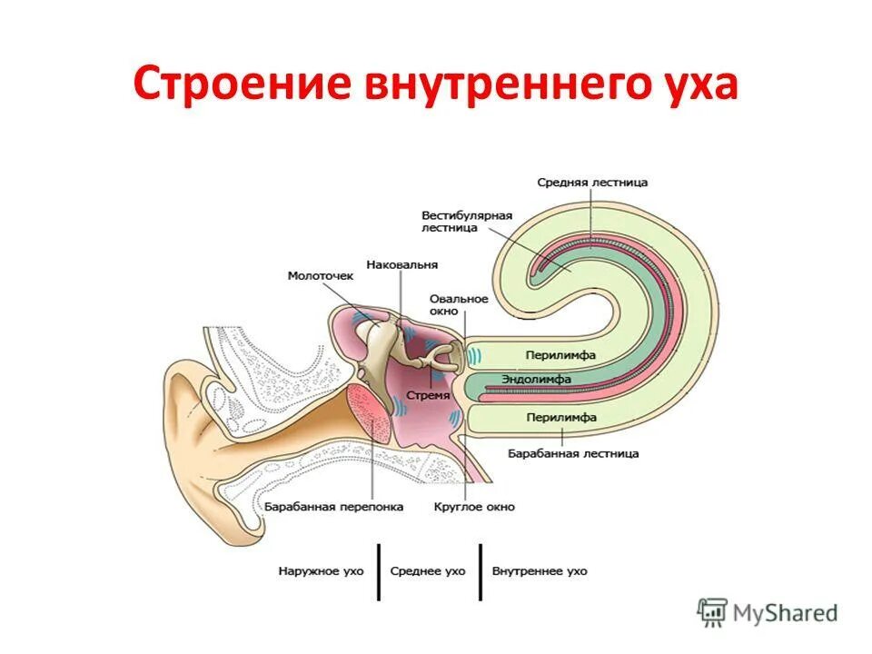 Анатомические отделы внутреннего уха. Внутреннее строение улитки внутреннего уха. Строение внутреннего уха орган слуха. Строение внутреннего уха человека. Улитка является органом