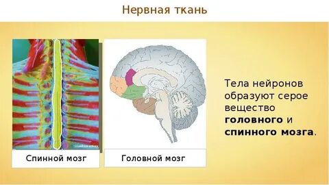 Белое вещество мозга образовано отростками нейронов