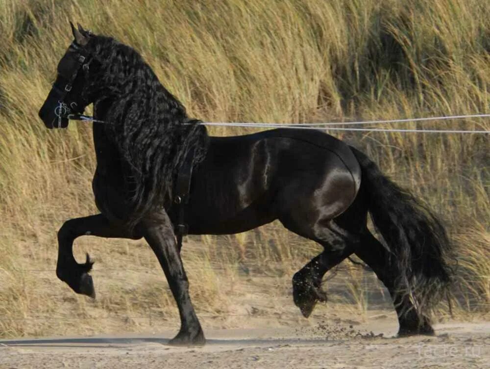 Про черного коня. Фриз Фризская лошадь. Фризская лошадь породы лошадей. Пегая Фризская лошадь.