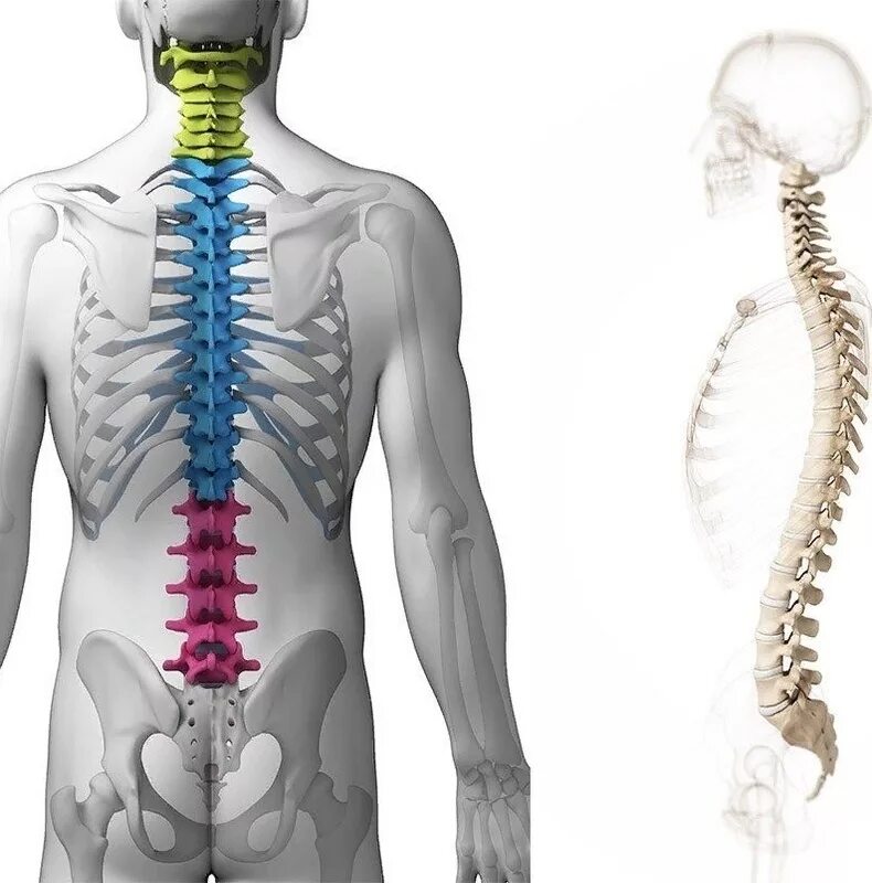 Шейный и грудной отдел позвоночника анатомия. Поясничный отдел позвоночника анатомия. Позвоночник человека грудной отдел позвоночника. Грудной и поясничный отделы позвоночника.