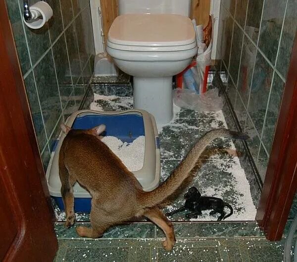 Почему не можешь сходить в туалет. Кошка какает. Часто хожу в туалет по маленькому. Котенок в туалете.