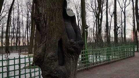 На одной аллее 12 лип