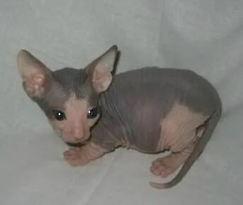 Котята сфинкса 2 месяца