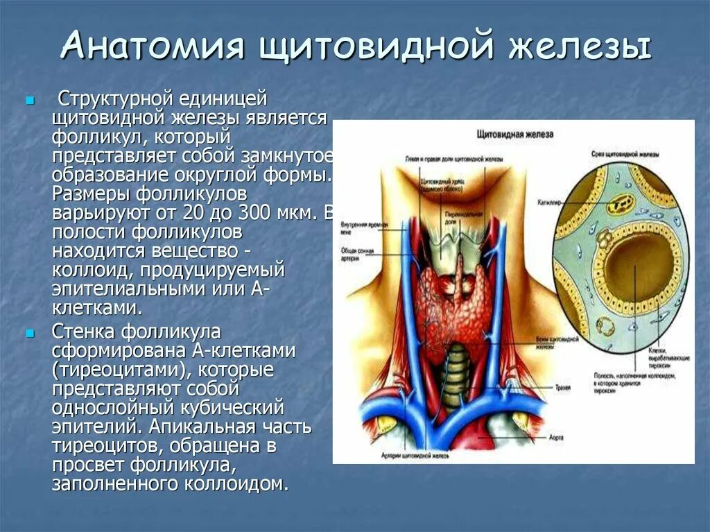 Анатомическое строение щитовидной железы. Строение и кровоснабжение щитовидной железы. Топографическая анатомия щитовидной. Щитовидная железы: Анатомическое строение, топография..