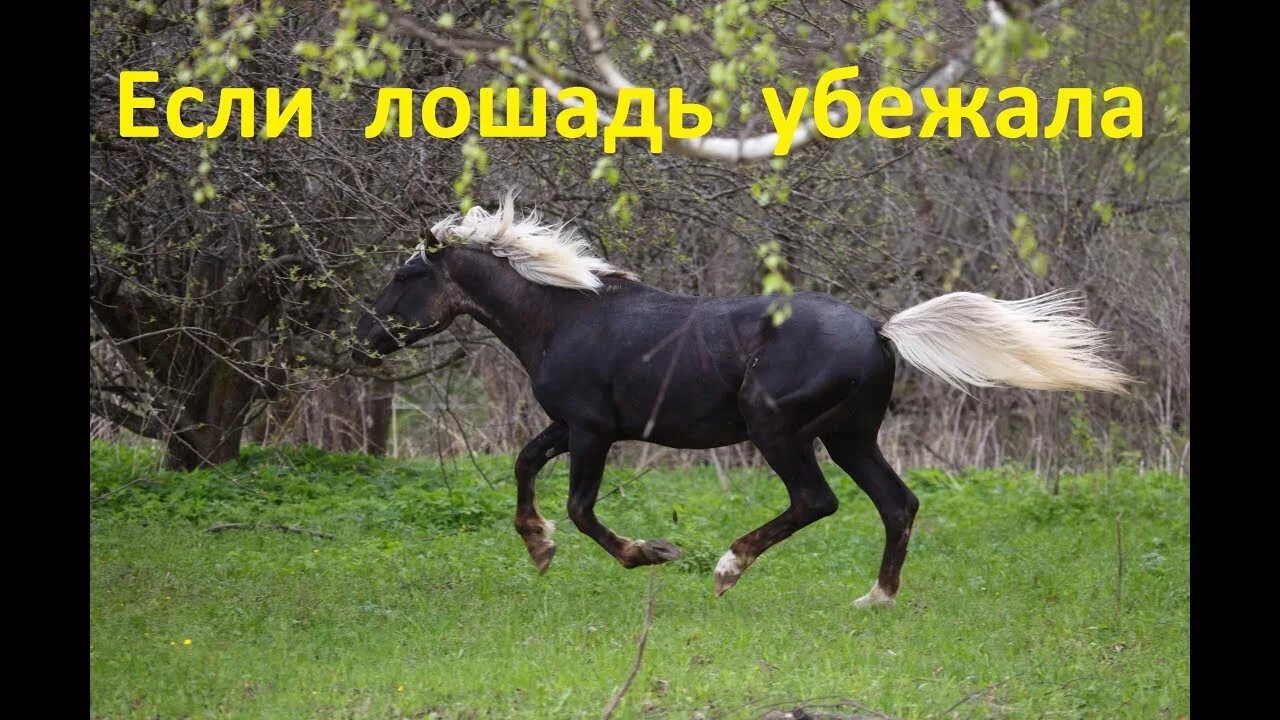 Догнала лошади. Поймать лошадь. Лошадь козлит. Что делать если убежала лошадь. Как ловят лошадей.