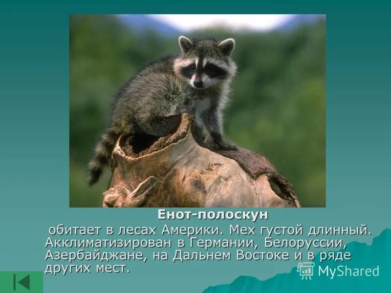 Енот полоскун почему так называется. Енот-полоскун. интересные факты о енотах. енот-полоскун интересные факты. интересные факты про енотов.