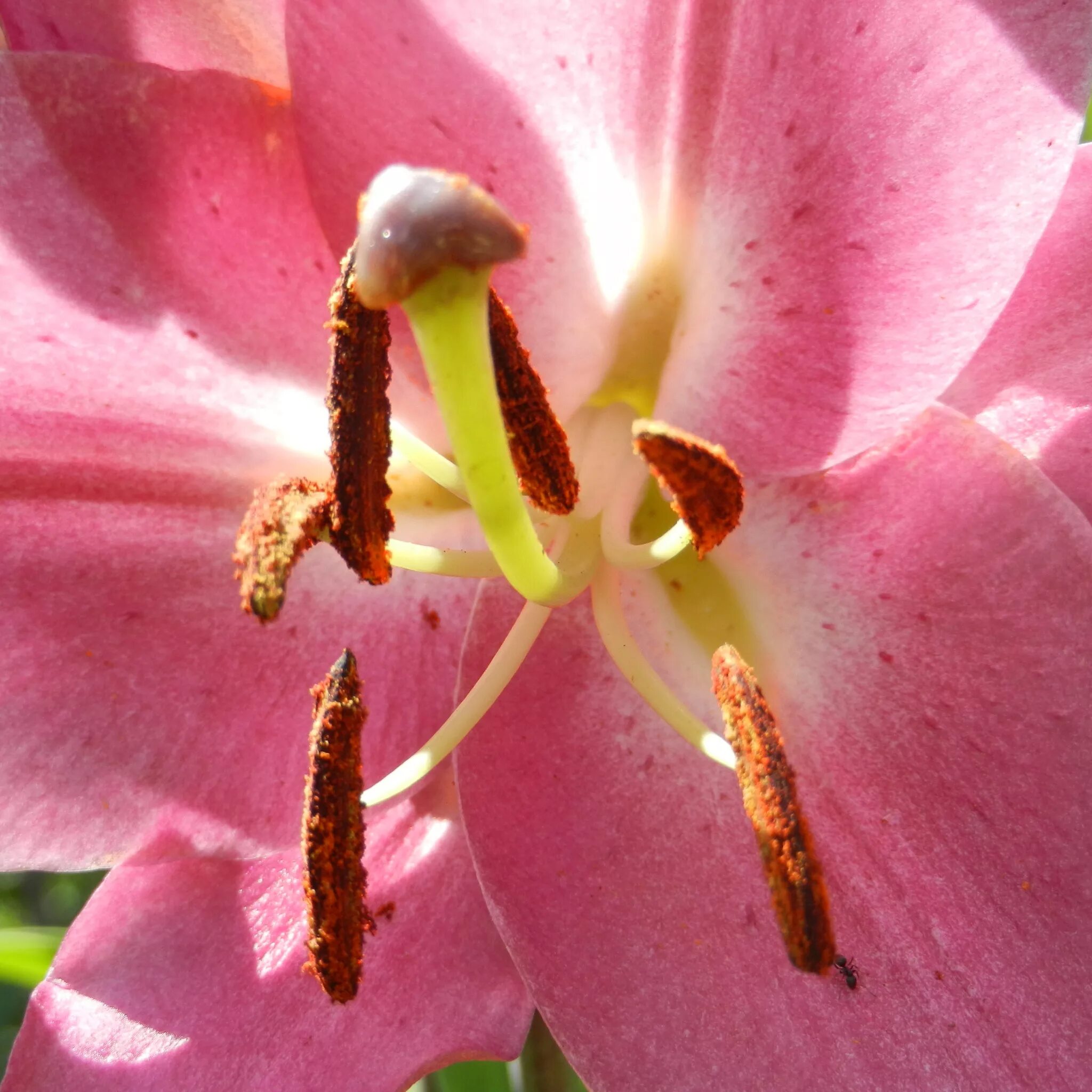 Цветок лилии тычинки лепестки. Лилия пестик и тычинки. Пестик лилии. Тычинки у лилии. Лилии без тычинок.