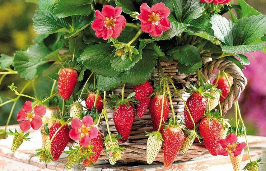 Земляника Тоскана роуз - Каталог - Sadko-Plant.ru