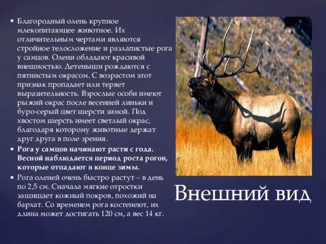 Текст о олене. Благородный олень ареал. Описание оленя. Олень благородный описание. Благородный олень доклад.