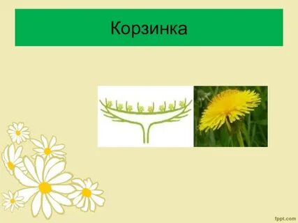 Корзинка ромашки соцветие