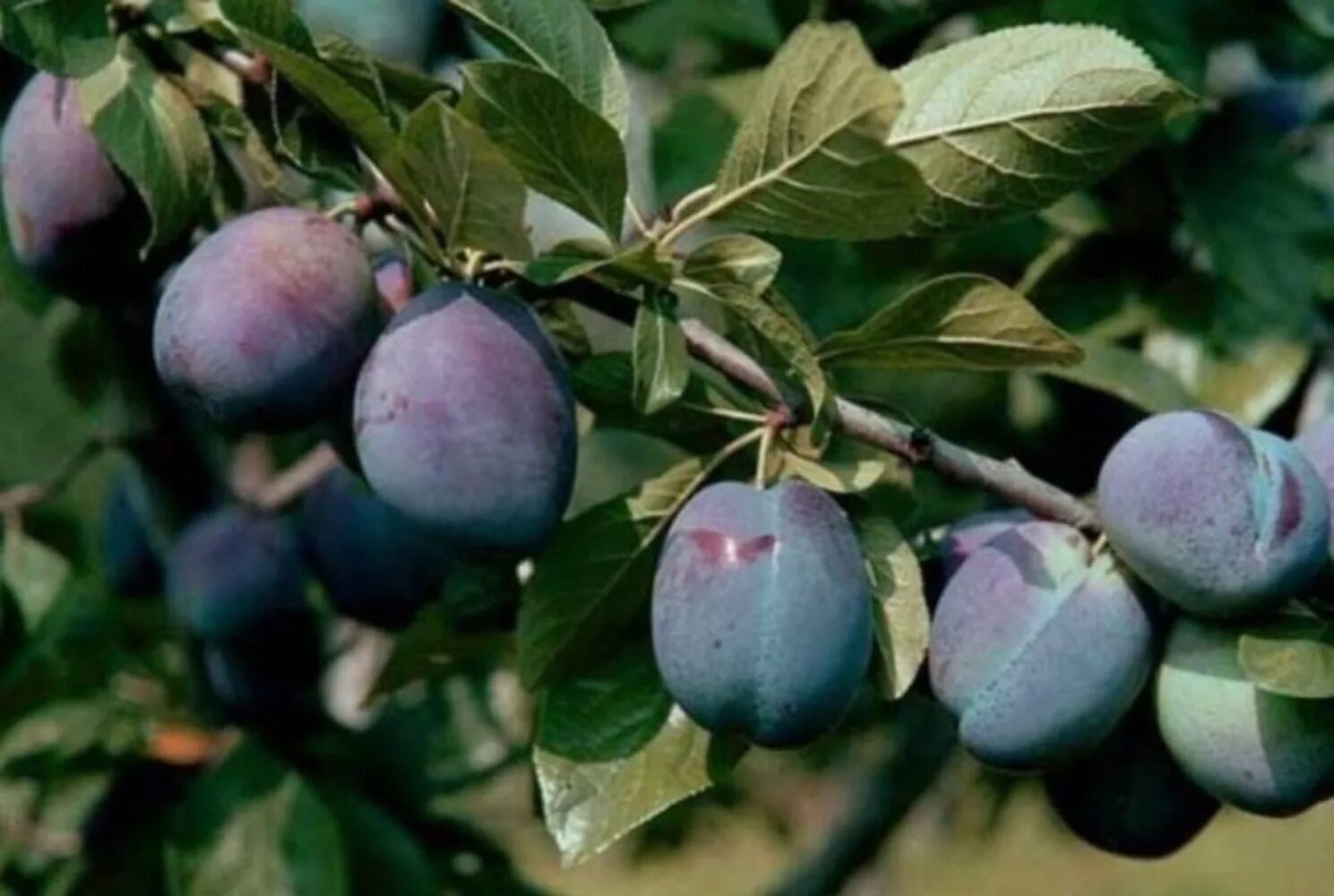Слива венгерка дубовская. Слива prunus domestica. Тульский чернослив. Венгерка донецкая слива. Тульский чернослив.