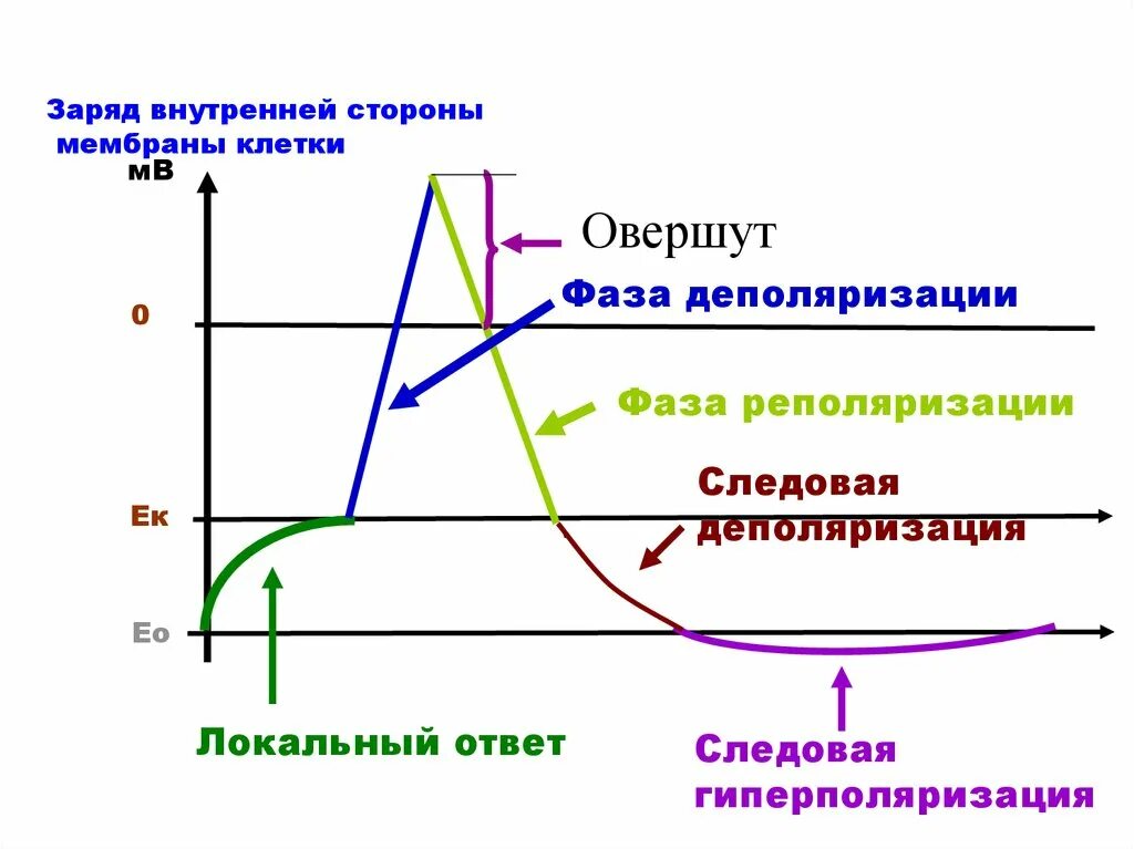 Фазы потенциала действия следовая деполяризация. Фаза деполяризации мембраны. Фазы потенциала действия следовая гиперполяризация. Локальный ответ это фаза потенциала действия.