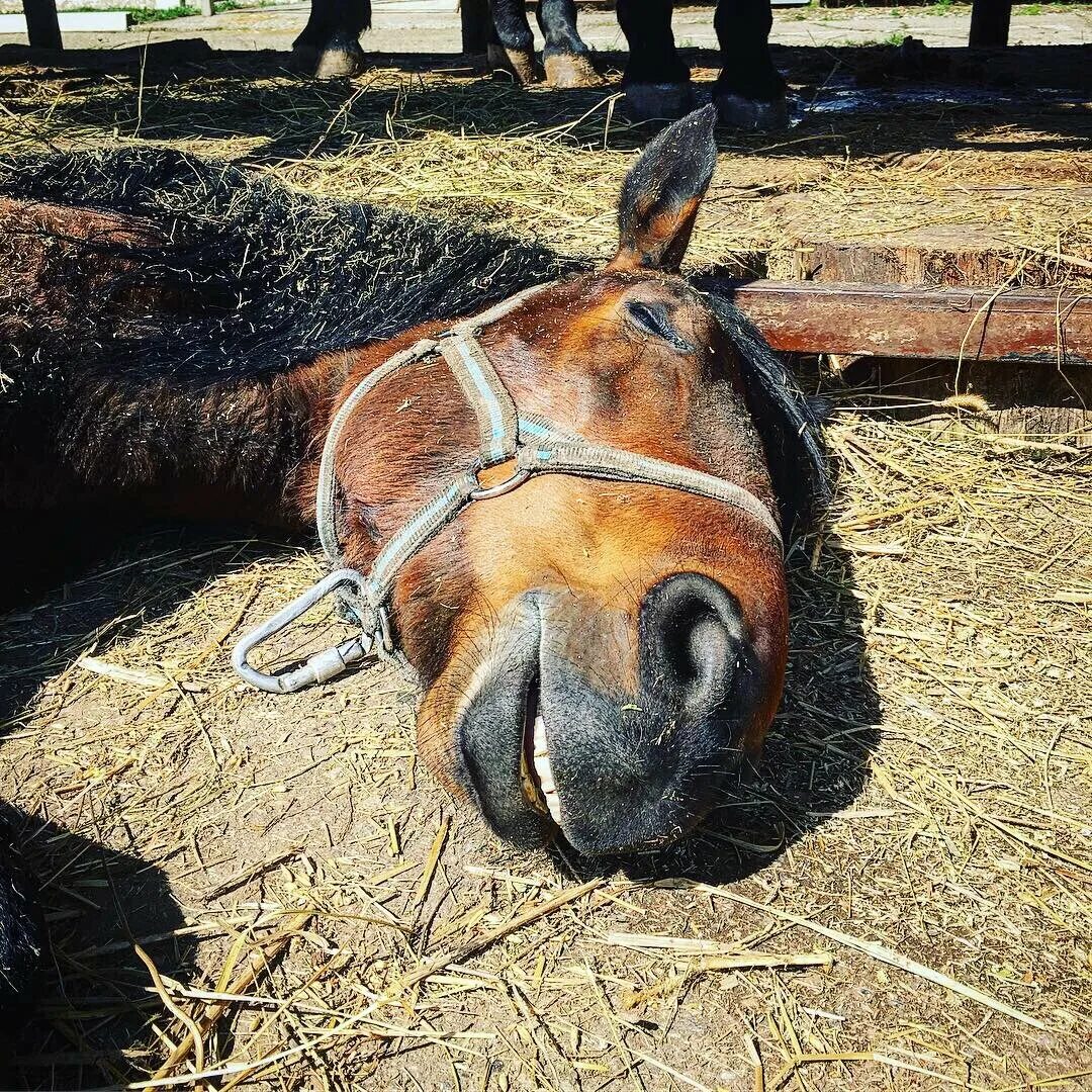 Почему лошади спят. Лошадь лежит. Спящие лошади.