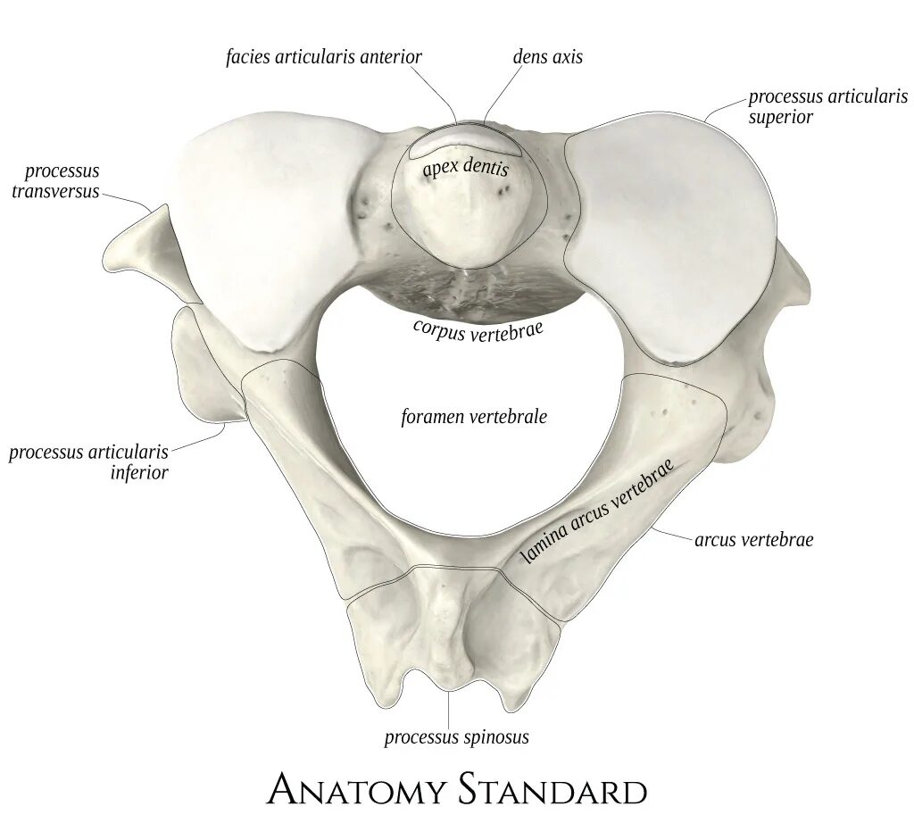 Facies articularis Superior Аксис. Аксис позвонок анатомия. Первый шейный позвонок. Processus articularis Superior vertebrae. Superior view перевод