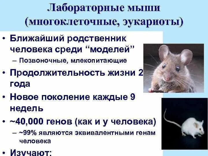 Сколько мышей. Лабораторные мыши. Продолжительность жизни мыши. Сколько живут лабораторные мыши. Мыши домашние Продолжительность жизни.